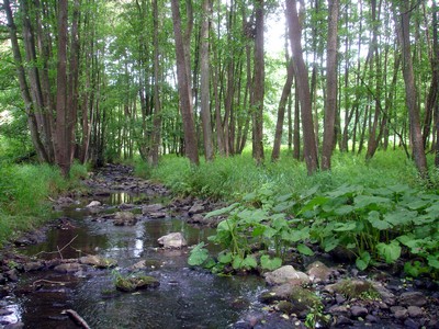 Der Steinaubach ist ein bevorzugter Lebensraum der Wasseramsel (Foto: Sibylle Winkel)